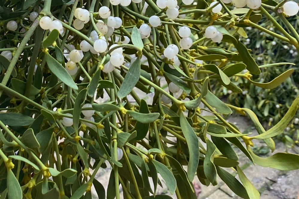 Roudnické farmářské trhy